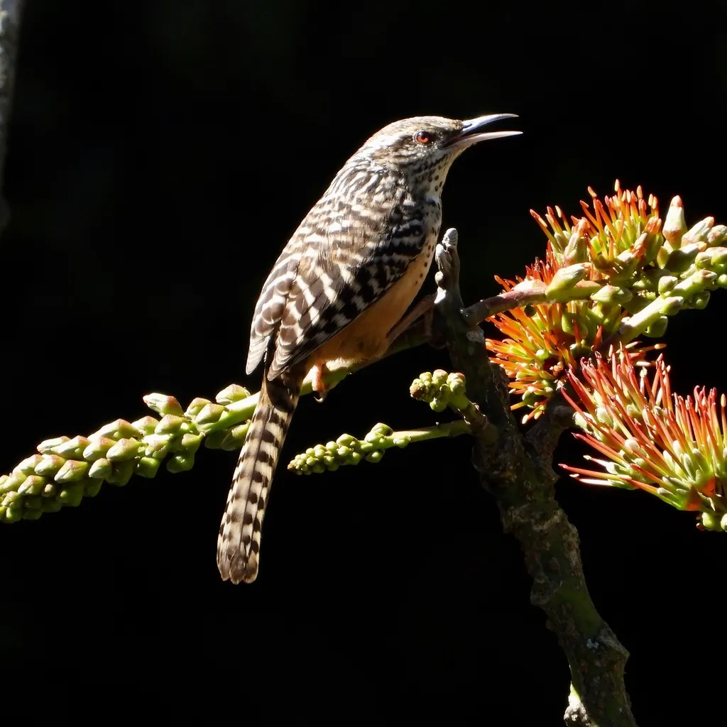 斑背曲嘴鹪鹩(Campylorhynchus zonatus)