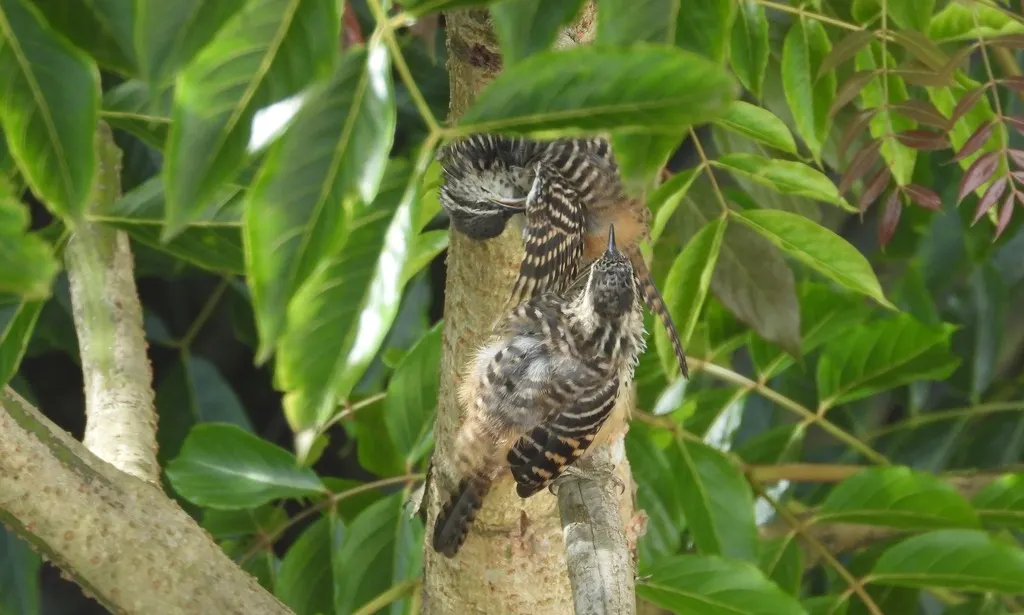 斑背曲嘴鹪鹩(Campylorhynchus zonatus)