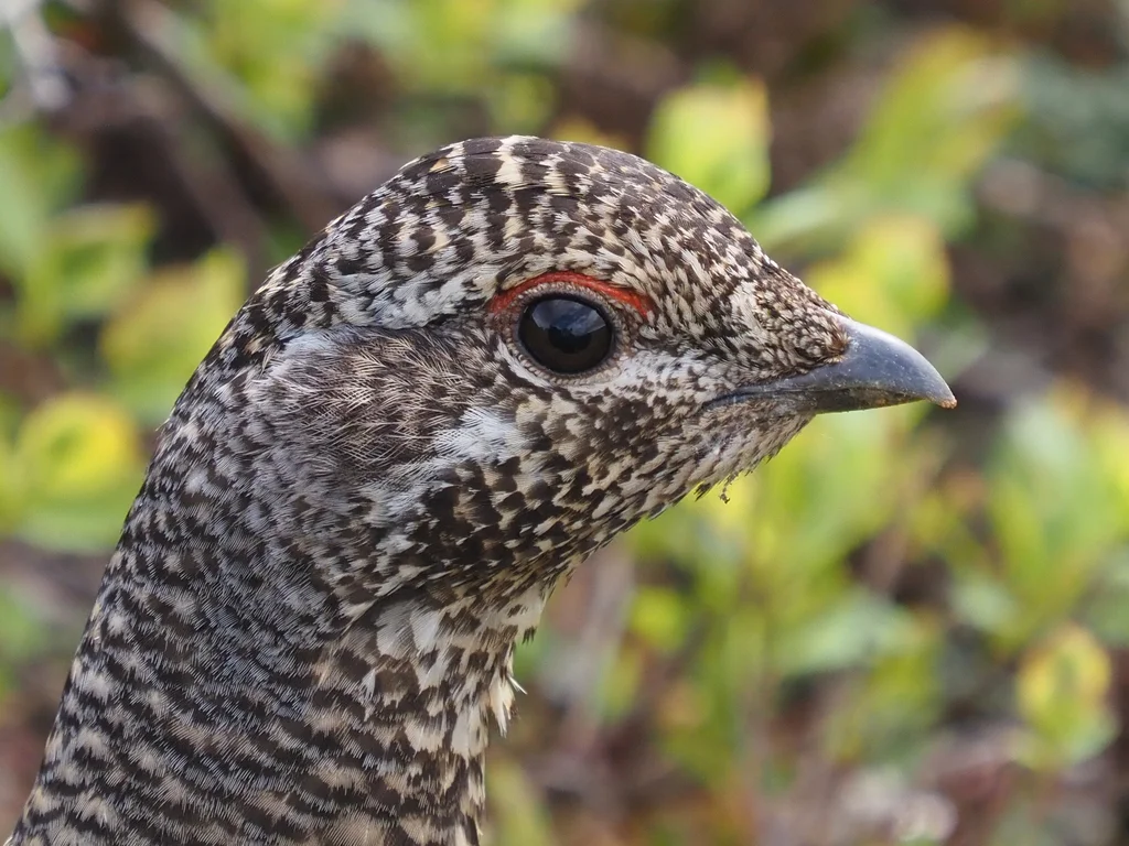 枞树镰翅鸡(Canachites canadensis)