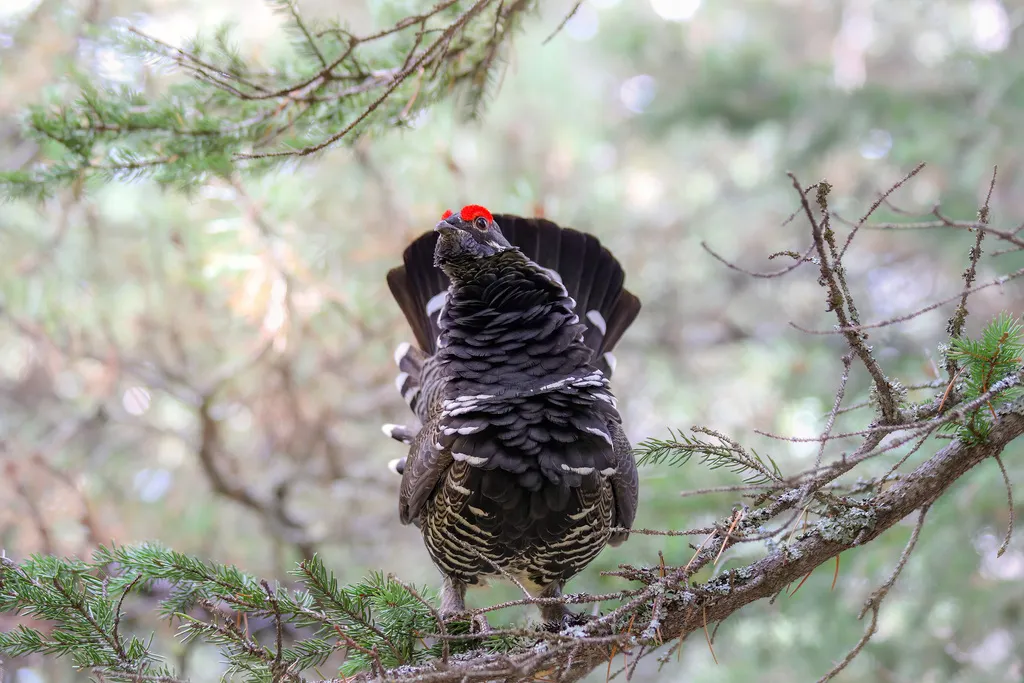 枞树镰翅鸡(Canachites canadensis)