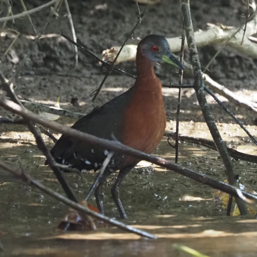 灰喉秧鸡(Canirallus oculeus)