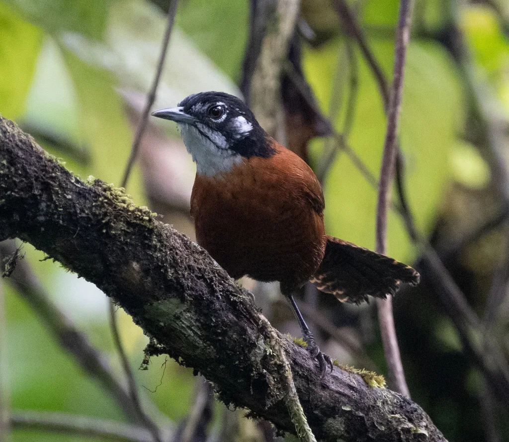 栗苇鹪鹩(Cantorchilus nigricapillus)