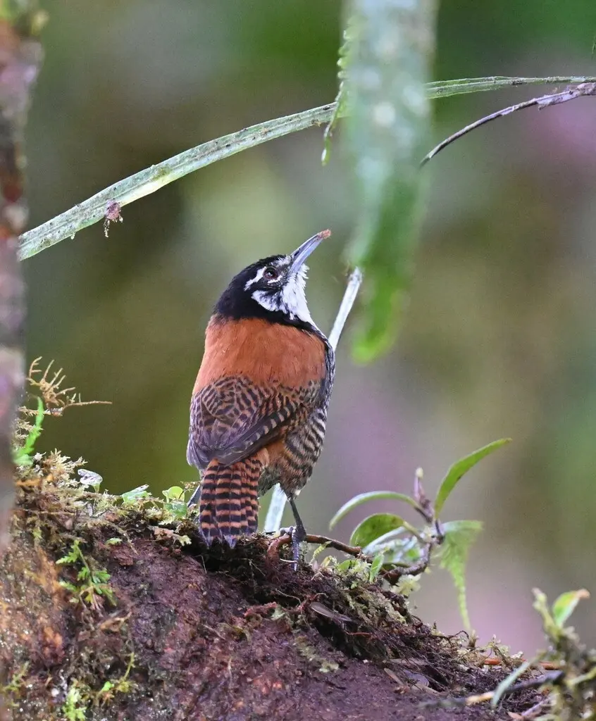 栗苇鹪鹩(Cantorchilus nigricapillus)