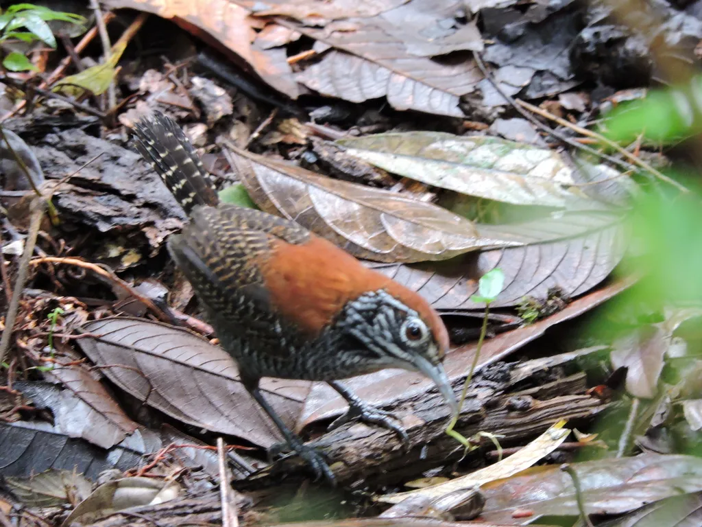 滨苇鹪鹩(Cantorchilus semibadius)