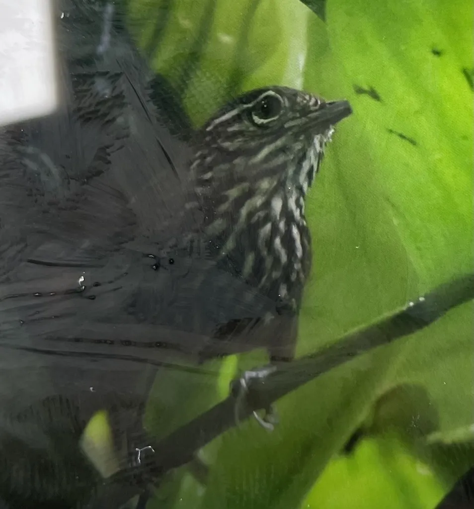 纹胸苇鹪鹩(Cantorchilus thoracicus)