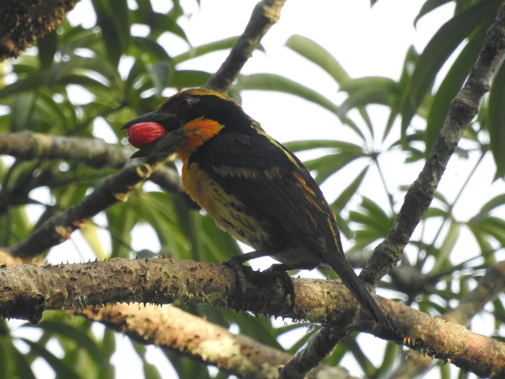 金胸拟啄木鸟(Capito auratus)
