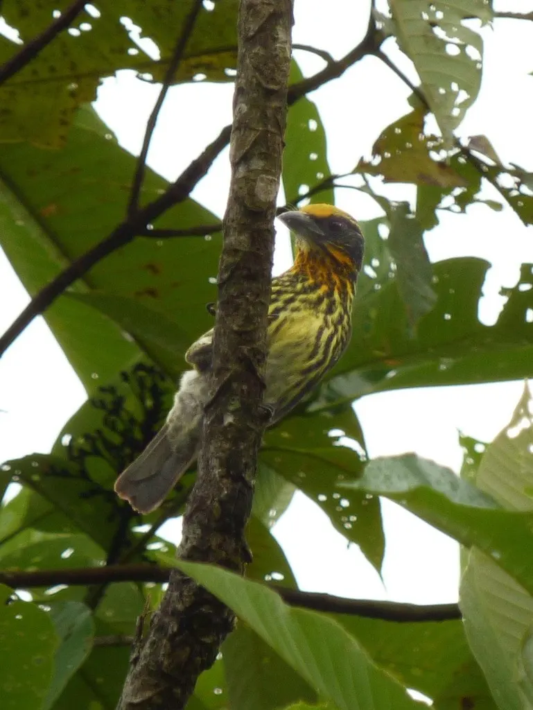 金胸拟啄木鸟(Capito auratus)
