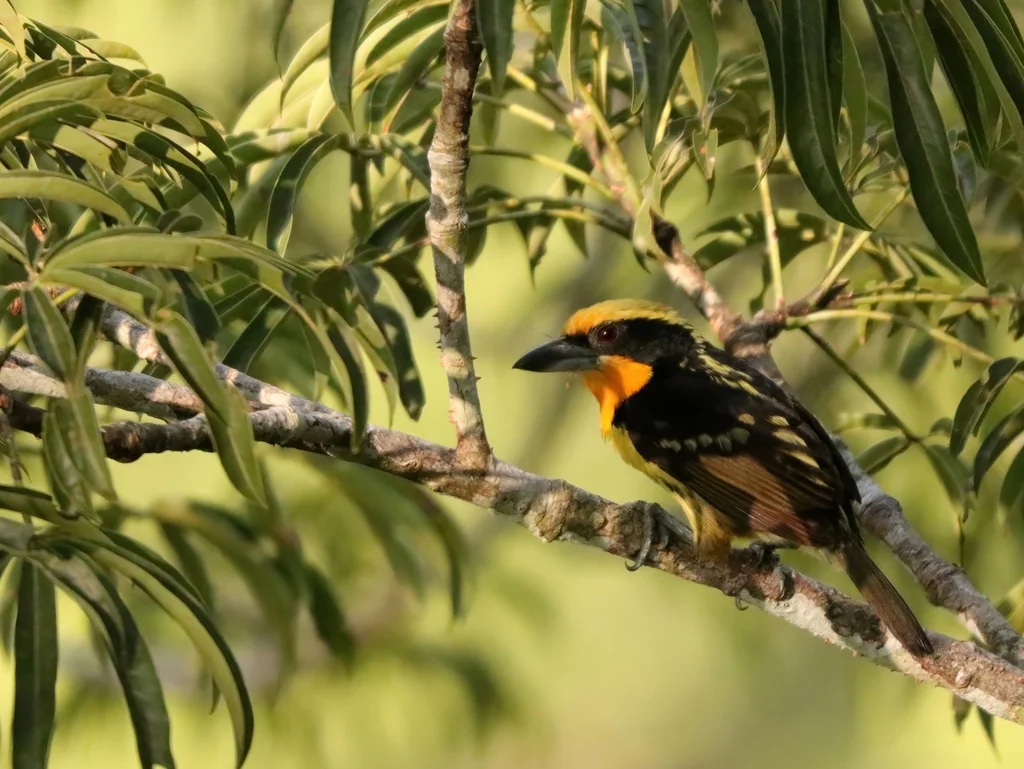 金胸拟啄木鸟(Capito auratus)