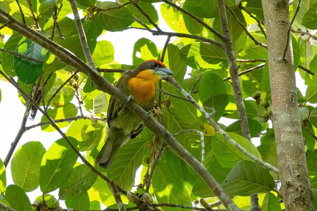 红顶拟啄木鸟(Capito aurovirens)