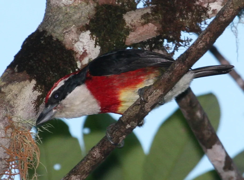 希拉须啄木鸟(Capito fitzpatricki)