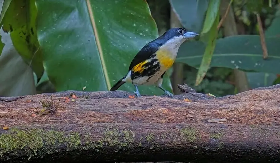 斑冠拟啄木鸟(Capito maculicoronatus)