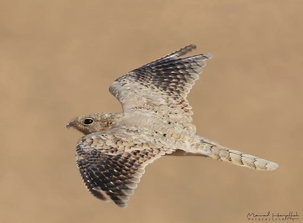 埃及夜鹰(Caprimulgus aegyptius)