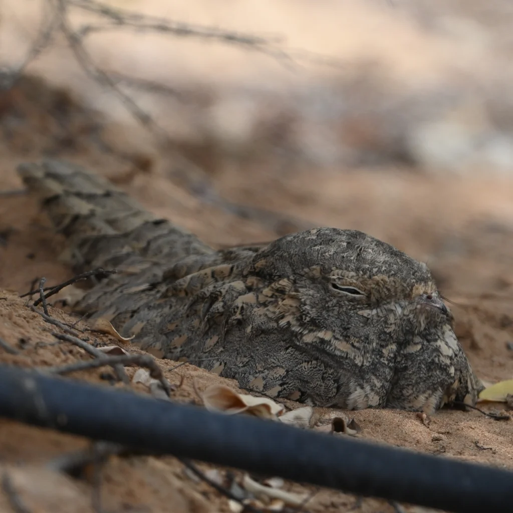 埃及夜鹰(Caprimulgus aegyptius)
