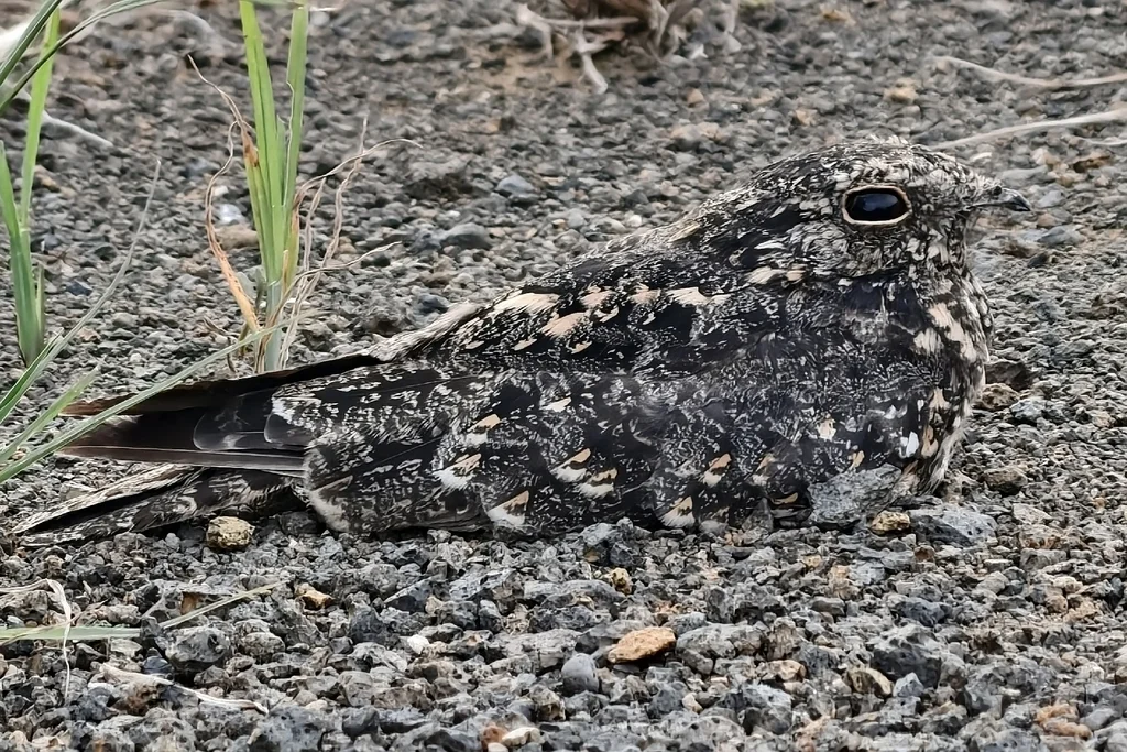 林夜鹰(Caprimulgus affinis)