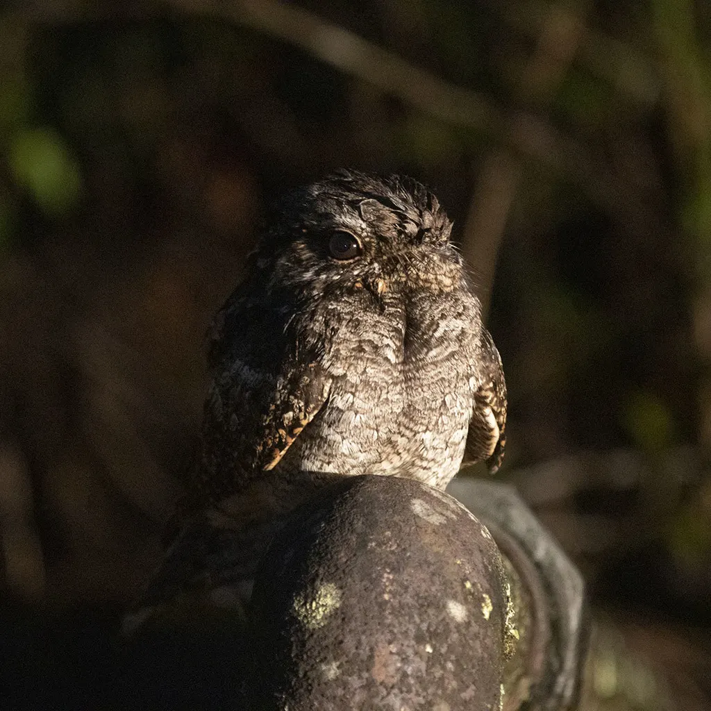 林夜鹰(Caprimulgus affinis)
