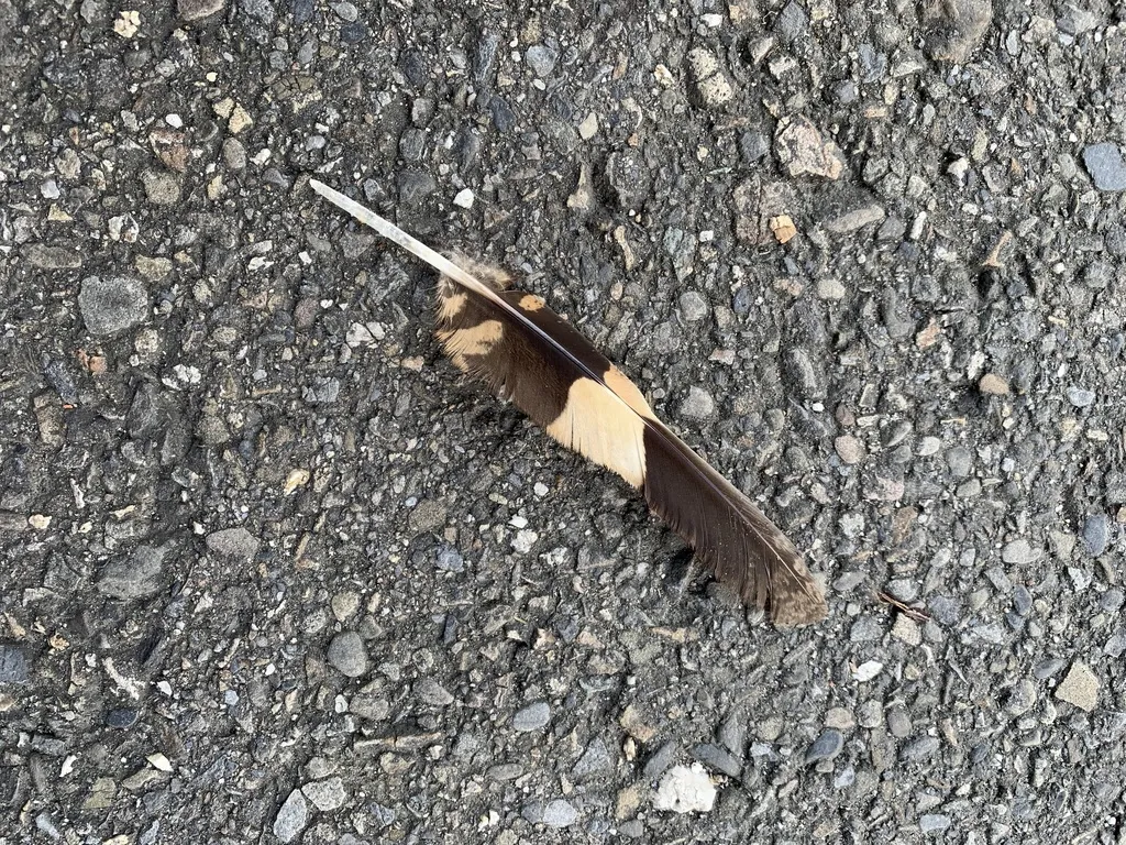林夜鹰(Caprimulgus affinis)