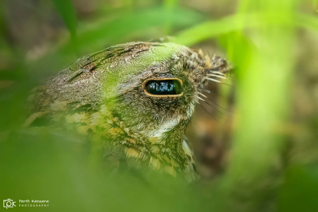 印度夜鹰(Caprimulgus asiaticus)