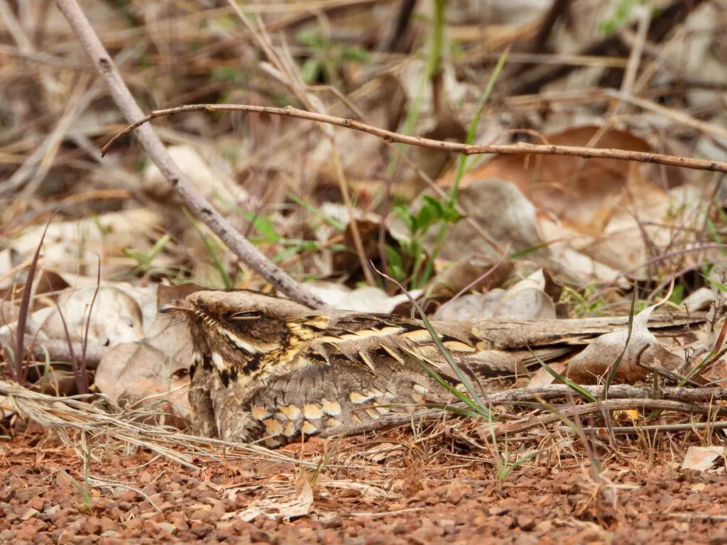 印度夜鹰(Caprimulgus asiaticus)