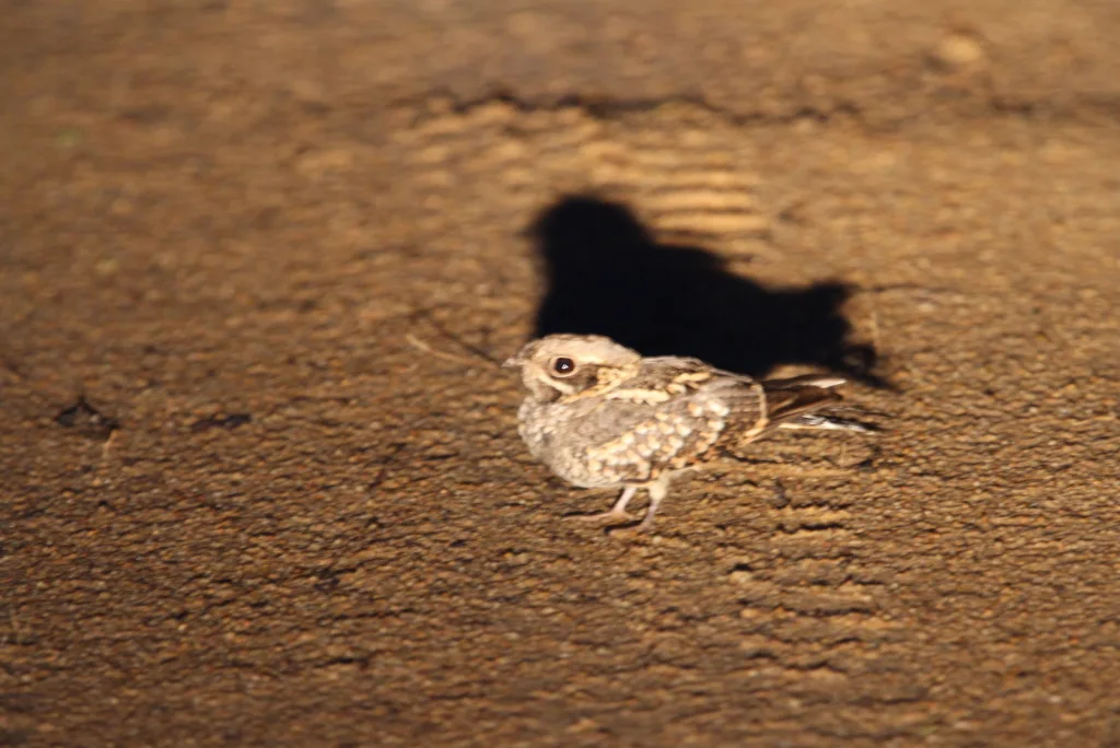 印度夜鹰(Caprimulgus asiaticus)