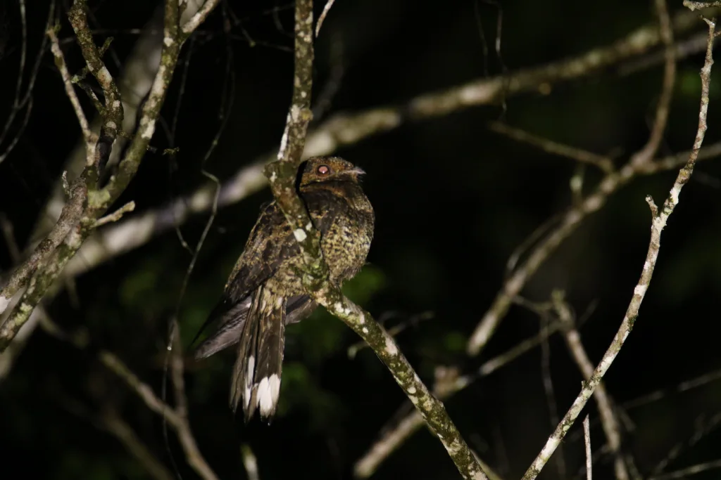 贝氏夜鹰(Caprimulgus batesi)