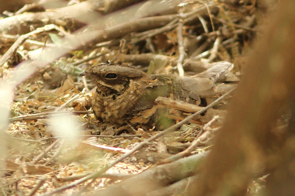 非洲长尾夜鹰(Caprimulgus climacurus)