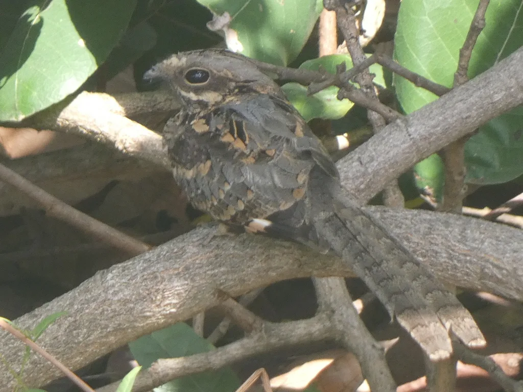 非洲长尾夜鹰(Caprimulgus climacurus)