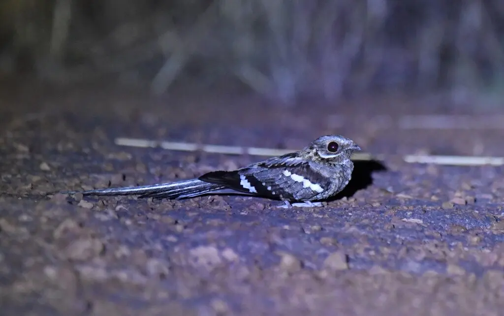 非洲长尾夜鹰(Caprimulgus climacurus)