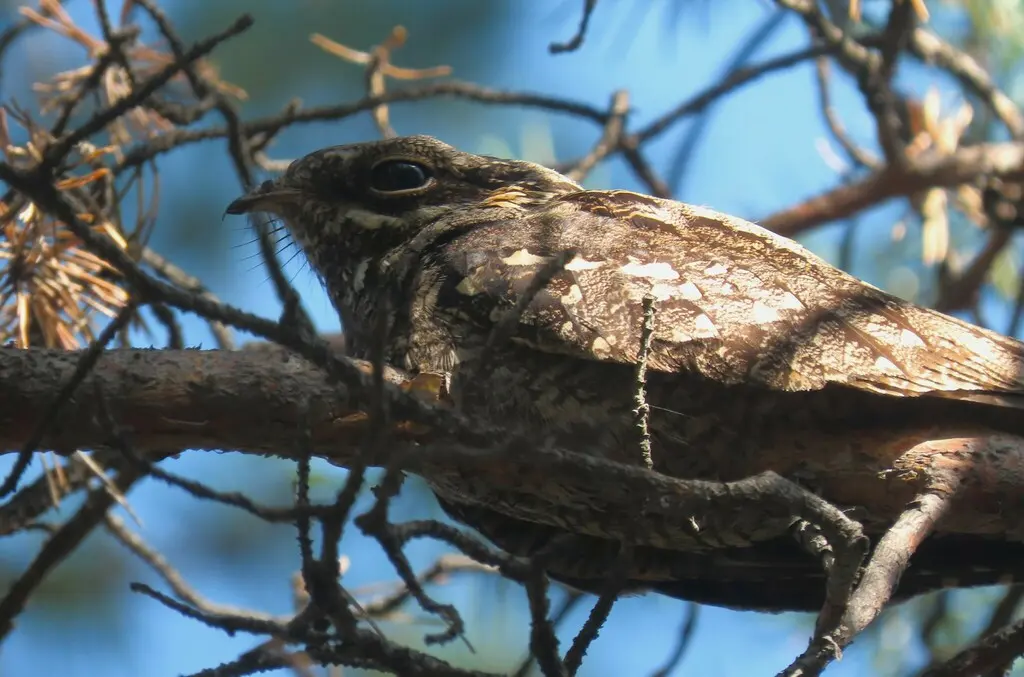 欧夜鹰(Caprimulgus europaeus)