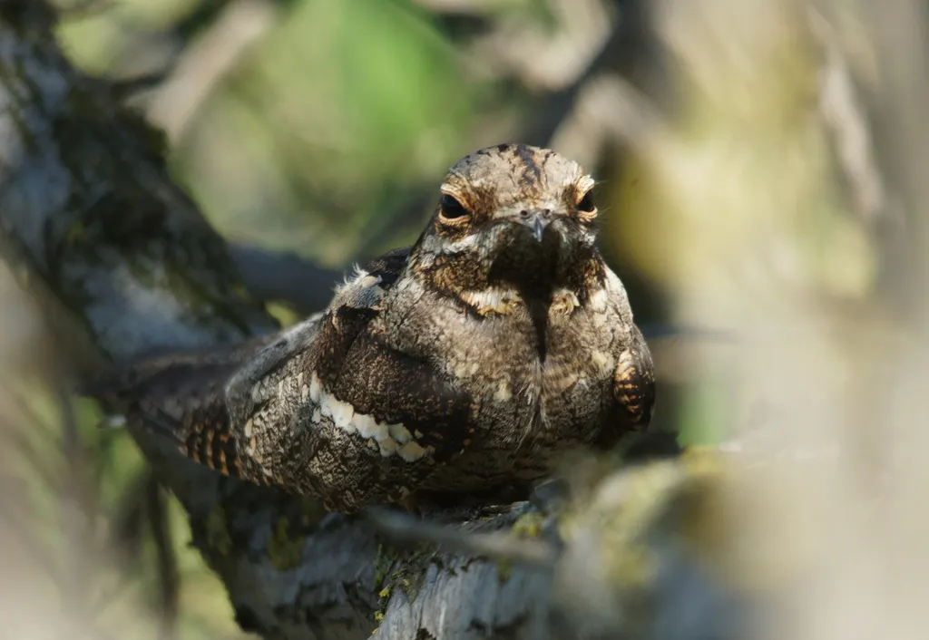 欧夜鹰(Caprimulgus europaeus)