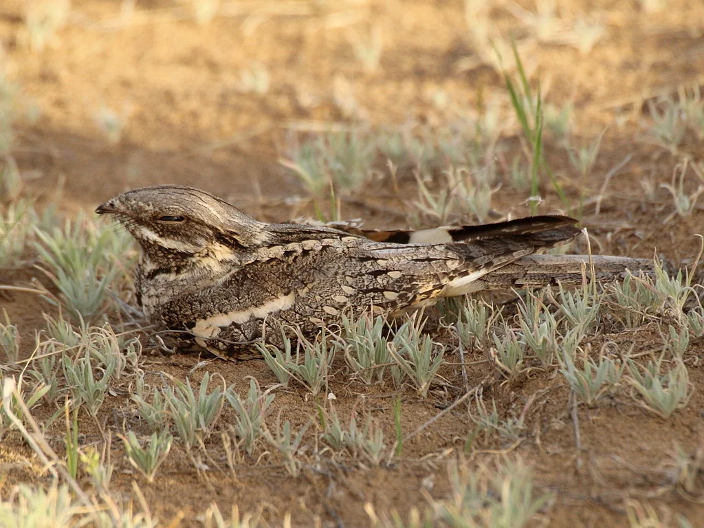 欧夜鹰(Caprimulgus europaeus)