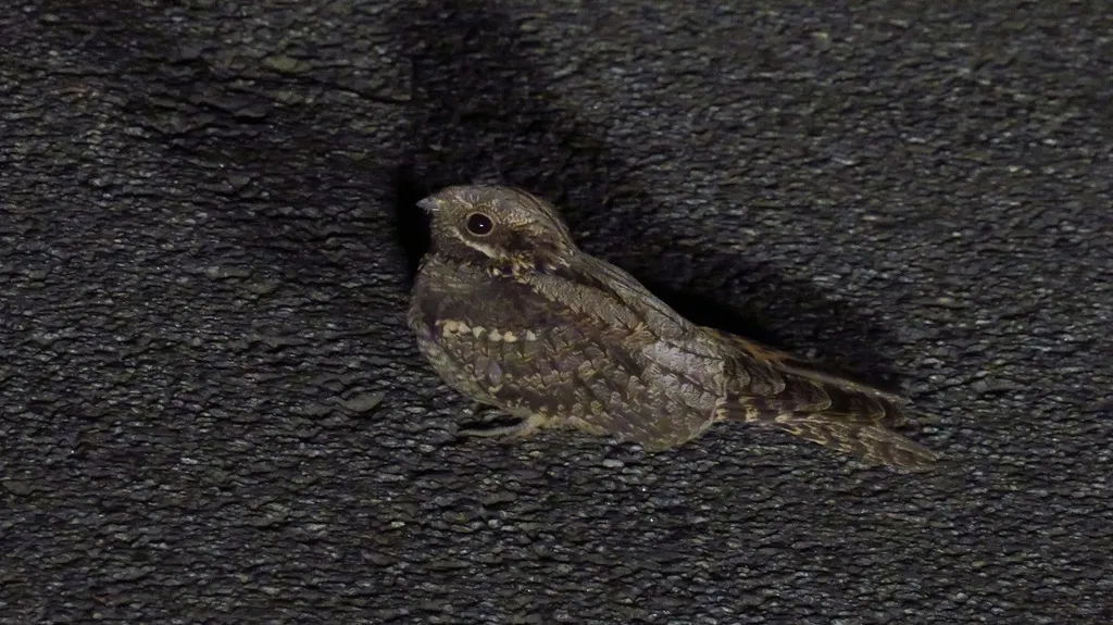 欧夜鹰(Caprimulgus europaeus)
