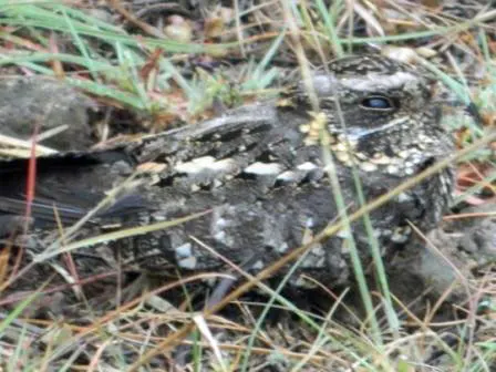 乌夜鹰(Caprimulgus fraenatus)