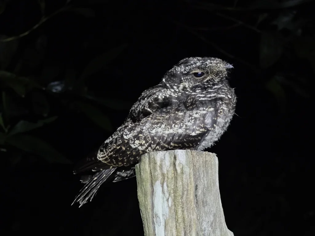 普通夜鹰(Caprimulgus jotaka)