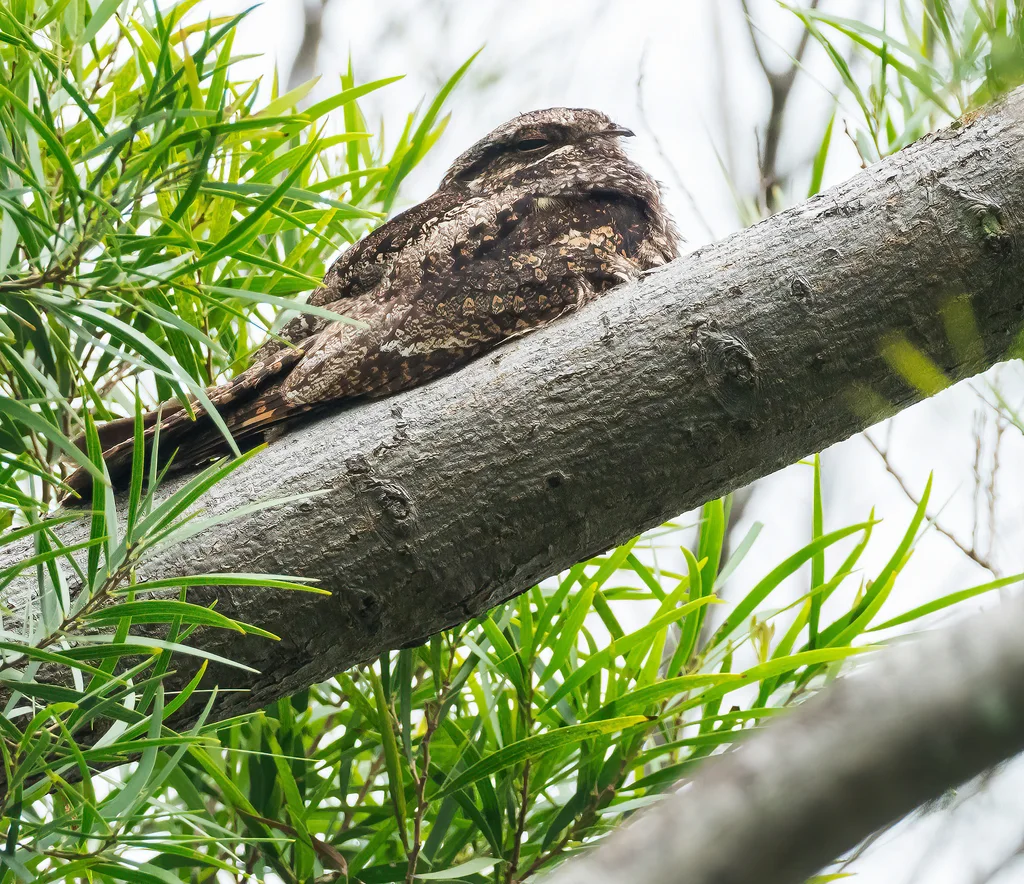 普通夜鹰(Caprimulgus jotaka)
