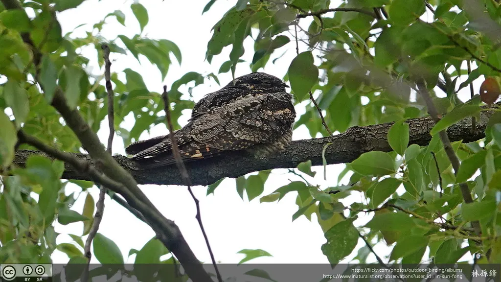 普通夜鹰(Caprimulgus jotaka)
