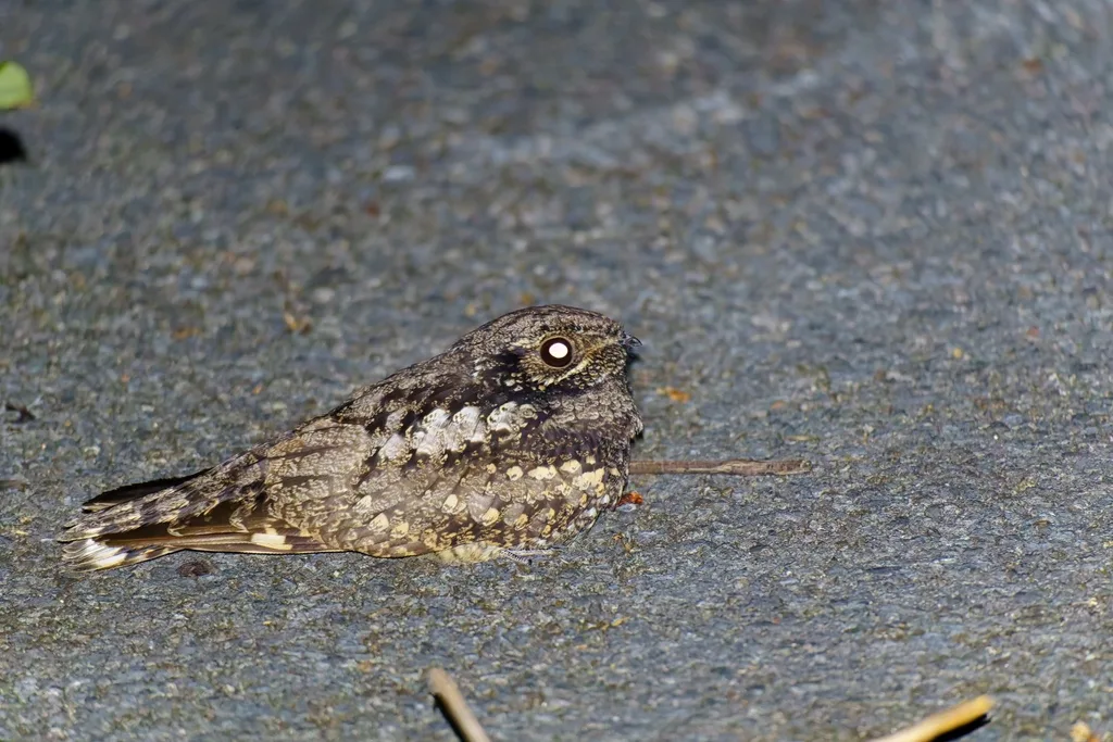 普通夜鹰(Caprimulgus jotaka)
