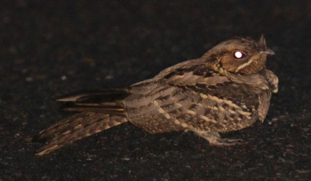 长尾夜鹰(Caprimulgus macrurus)