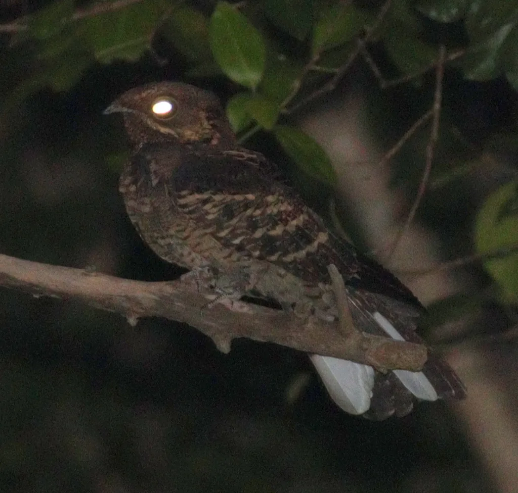 长尾夜鹰(Caprimulgus macrurus)