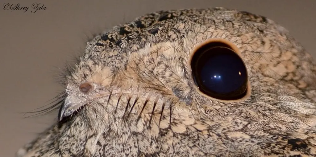 塞氏夜鹰(Caprimulgus mahrattensis)