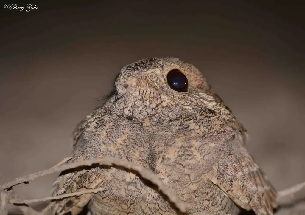 塞氏夜鹰(Caprimulgus mahrattensis)