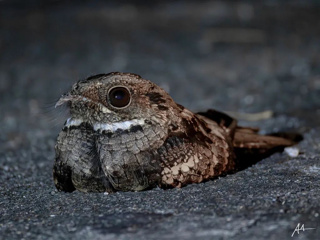 菲律宾夜鹰(Caprimulgus manillensis)