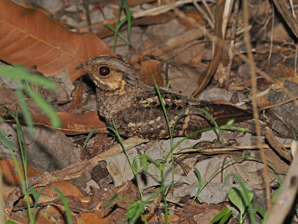 米氏夜鹰(Caprimulgus meesi)