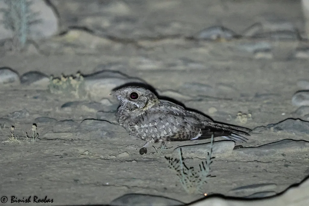 努比亚夜鹰(Caprimulgus nubicus)