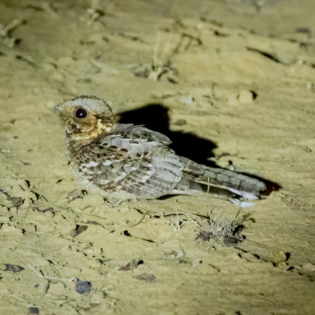 非洲夜鹰(Caprimulgus pectoralis)