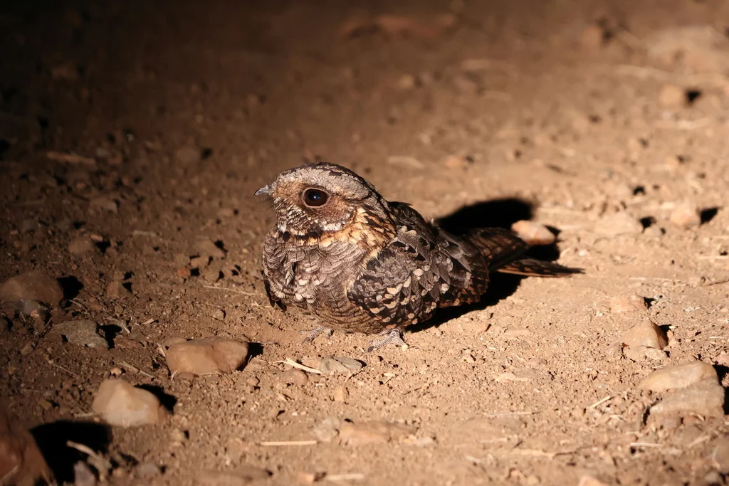 非洲夜鹰(Caprimulgus pectoralis)