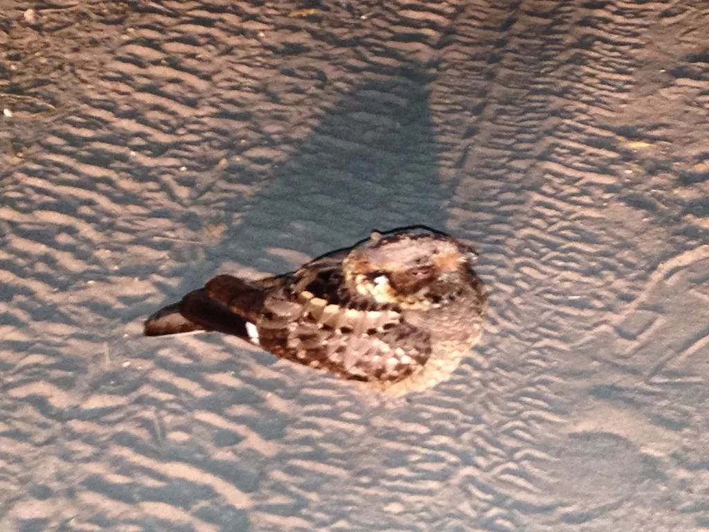 非洲夜鹰(Caprimulgus pectoralis)