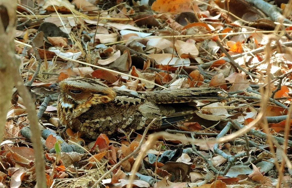 非洲夜鹰(Caprimulgus pectoralis)