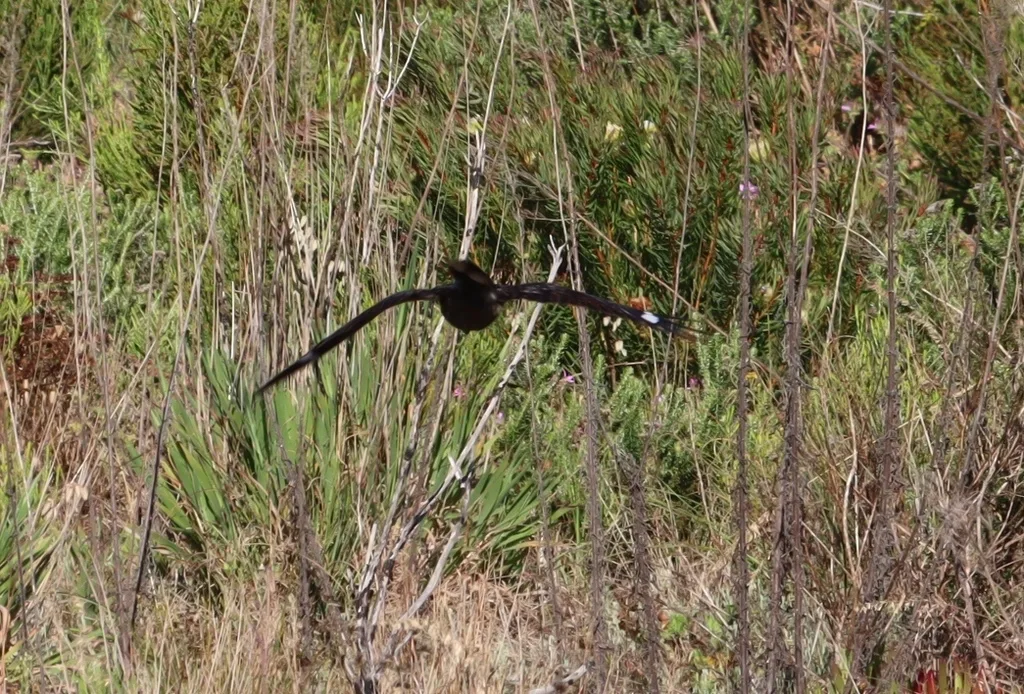 非洲夜鹰(Caprimulgus pectoralis)