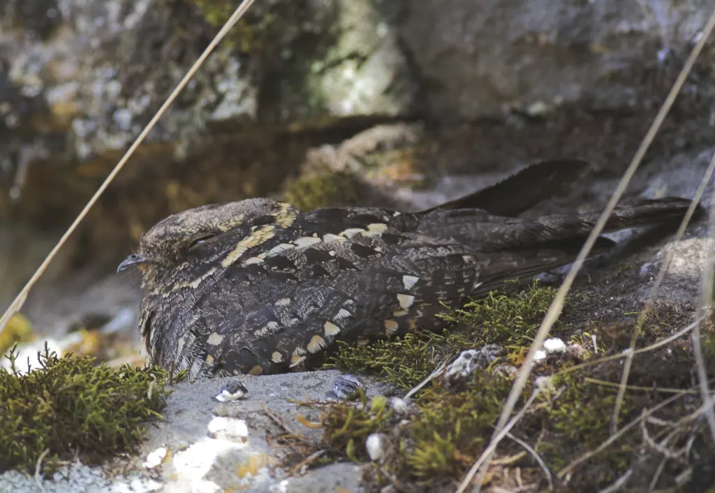 灰头夜鹰(Caprimulgus poliocephalus)