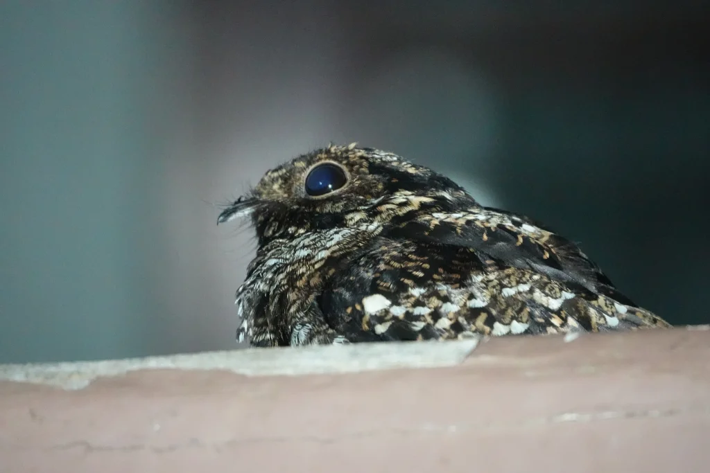 萨氏夜鹰(Caprimulgus pulchellus)